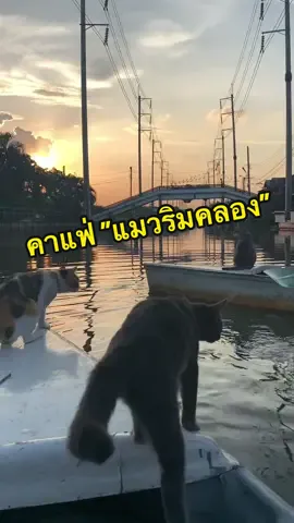 🐈🐈‍⬛🦭🚣‍♀️#ตลาดเก่าหัวตะเข้ #รีวิวที่เที่ยว #ลาดกระบัง #แมวริมคลอง #หัวตะเข้ลาดกระบัง #tiktokพาเที่ยว 