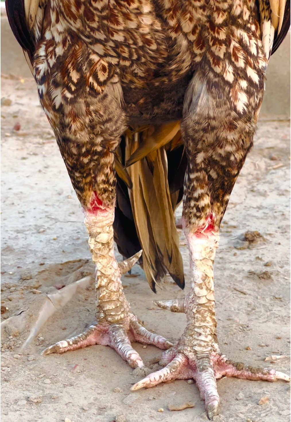 Colour full rooster #aseelmurga #birds #aseelbirds #sargamurga #aseelvideo #murga 