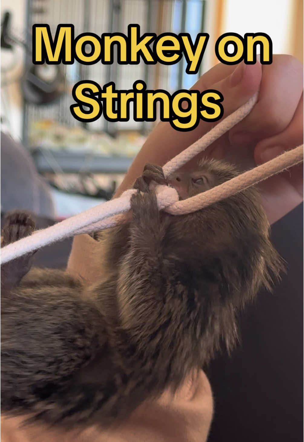 Kona the Marmoset playing on sweatshirt strings. ##konathemarmoset #marmosetmonkey #monkey #fingermonkey 