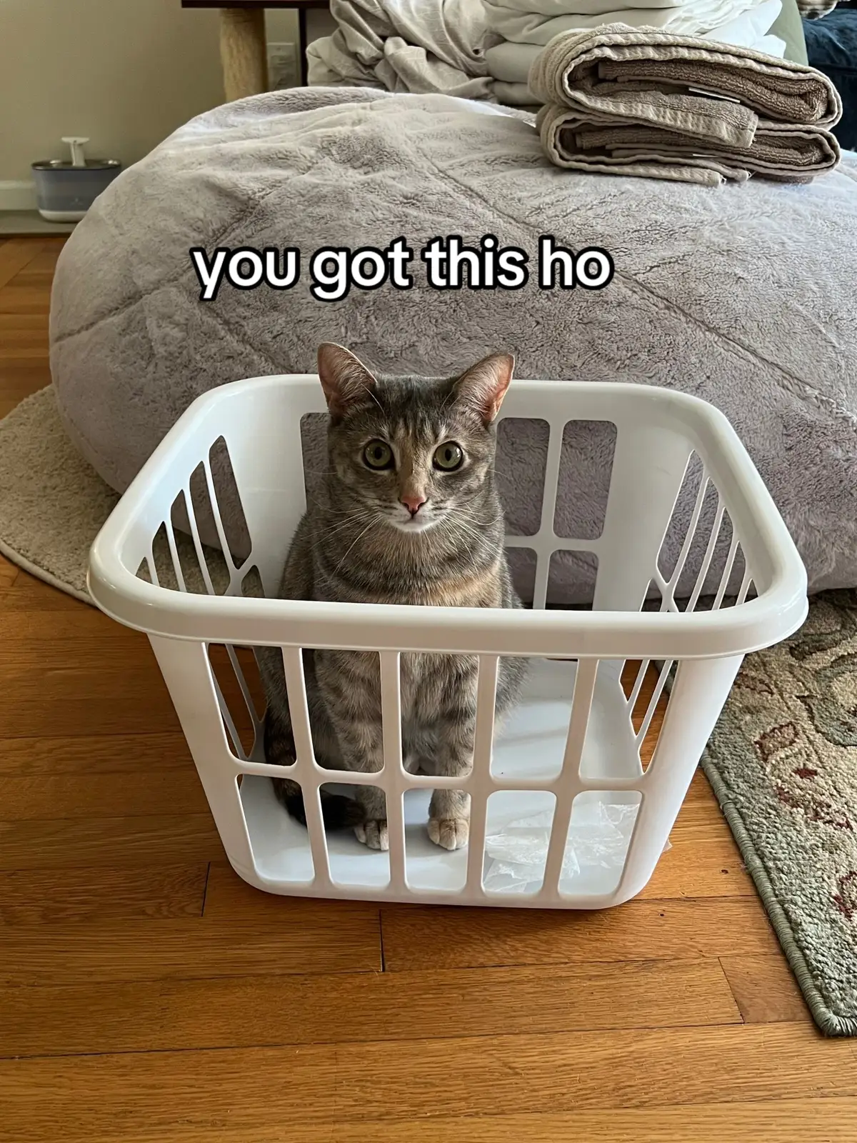 #catsoftiktok #PetsOfTikTok #cutecat #hopecore 