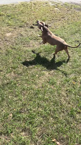 💚my baby boy🐾🦴 #dogsoftiktok #pitbullsoftiktok #pitbull 