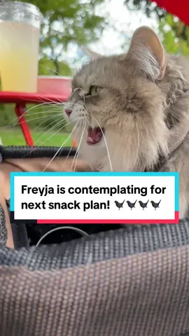 Fried chimken? #creatorsearchinsights #siberiancat #chattycat #ekekekkekkek #funnycatvideo #fyp 