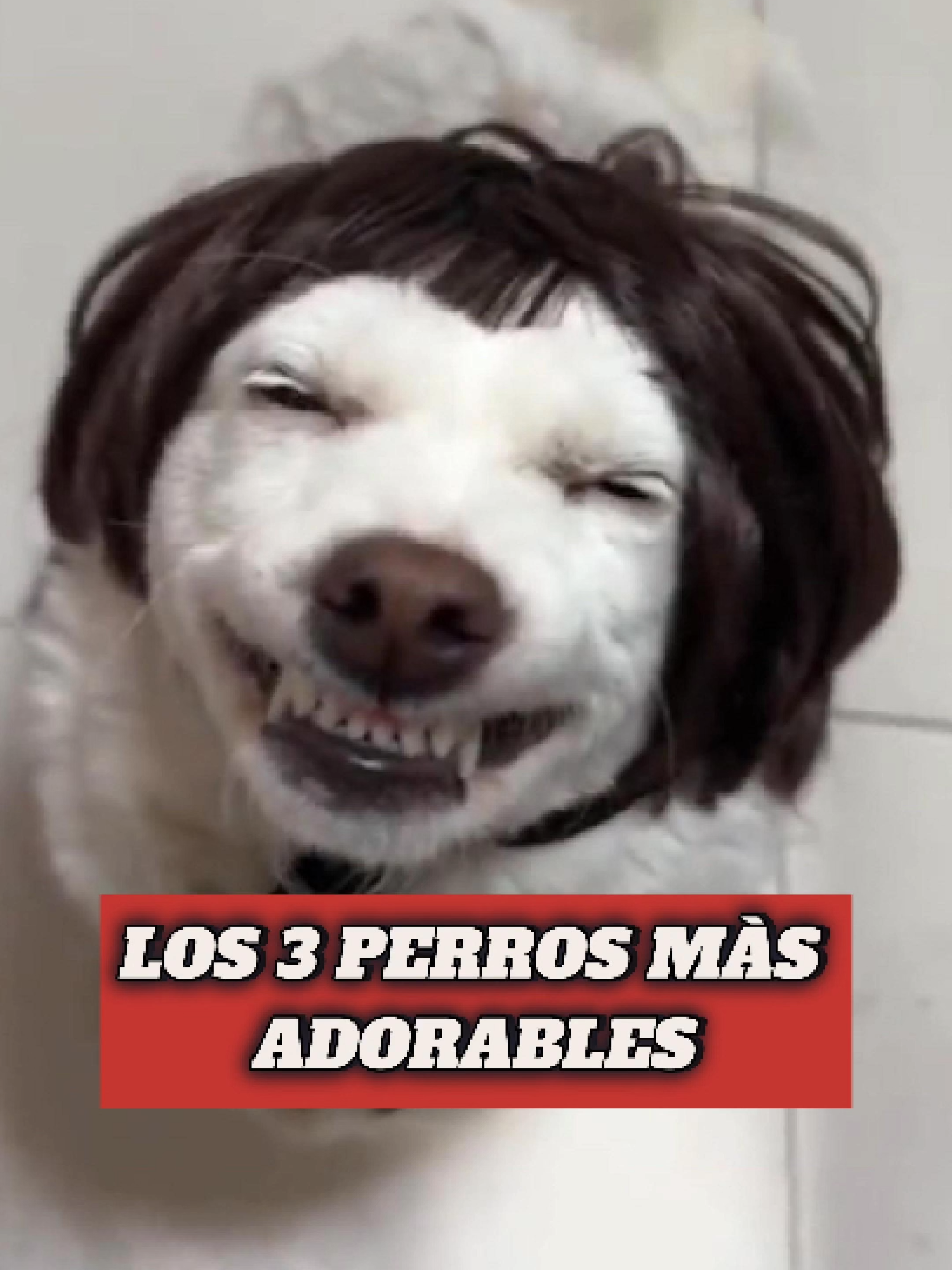 Las 3 Razas de Perros Más Adorables #perros #dogsoftiktok #mascotas #animales #fyp #adorable #spanish#animales#perros#dog#pets#espanol#fyp