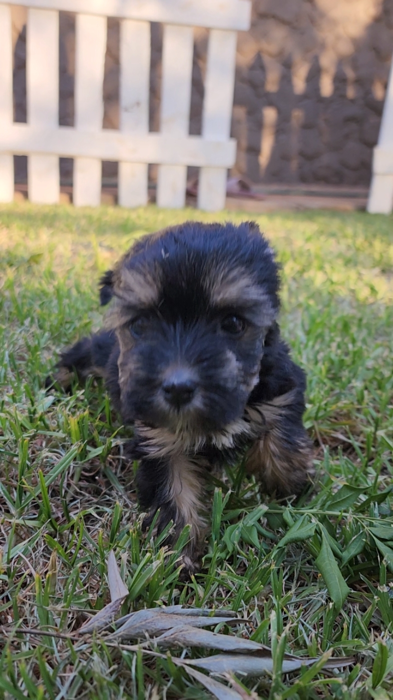 Magical yorkie puppies #southafricatiktok #yorkiesgauteng #teacupdogs #yorkiesoftiktok #yorkiessouthafrica #cutepuppy 