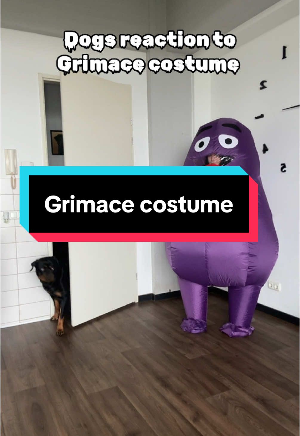 Dogs reaction to Grimace costume🤣 #dogs #funnydogs #rottweiler #canecorso #dogoargentino 