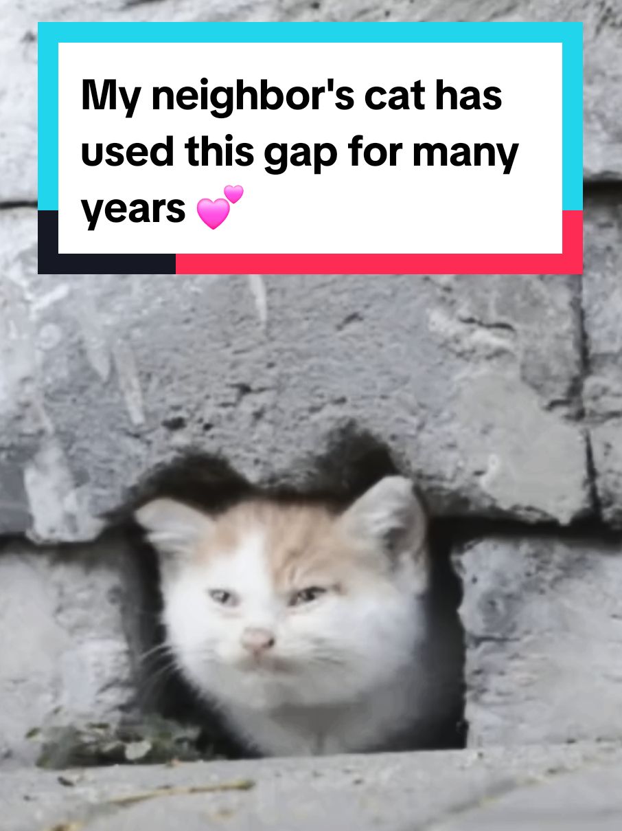 My neighbor's cat has used this gap for years 💕 #oldcats 