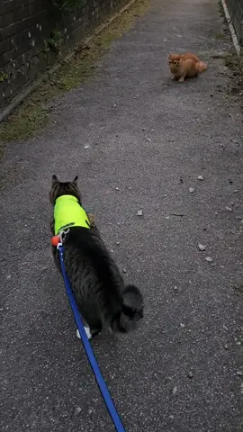 I'm the bad one for not letting him attack a random ginger cat...#cats #catsoftiktok #madcats #catsonleashes 