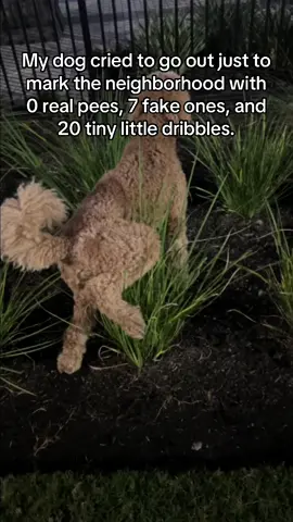 Everyday single time 🥹😂 #bigdogs #doodles #bigdog #dogmarking #dogpee #dogwalk #fallseason #coldweather #foryou 