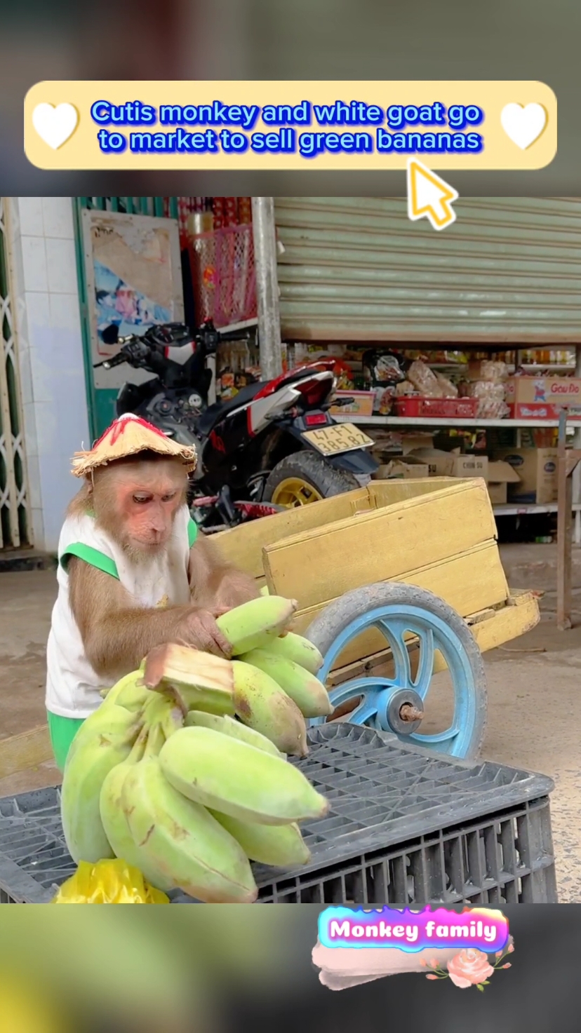 Cutis monkey and white goat go to market to sell green bananas #monkey #animal #animals #pets #monkeys #babymonkey #cutemonkey #pet #newyork 