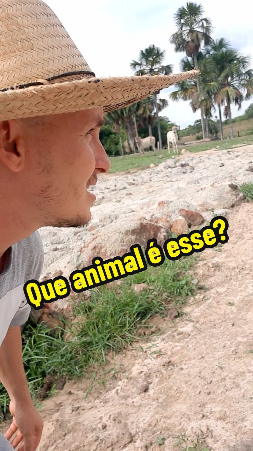 Animal desconhecido na represa  #represa  #animal #medo #sucuri #vidanaroça 