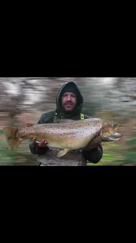 21lb brown trout - ferrox picked up a mackerel tail whiles pike fishing 🎣🐟👀 #bigbrowntrout #browntrout #ferrox #deadbait #mackerel #drennanrods #shimanoreels #bigpikefishing #onetonetackle #kingcrab #predatorzone #rovingman 
