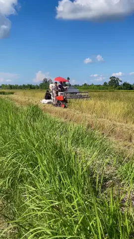 #ทีมงานสังกัดเสือรุจ🌾💯 #รถเกี่ยวข้าว #ข้าวนาปีนี้🌾🌾🌾 #TikTokกินเที่ยว 