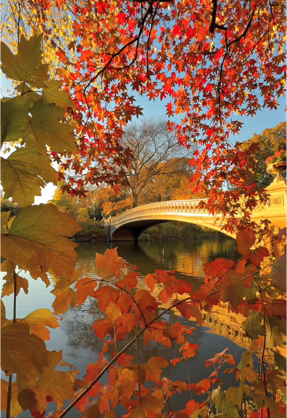 Peak foliage today 11/2 in Central Park! 🍁  #nyc #newyork #autumn #nycfall #fallfoliage  📍 Bow Bridge, Central Park, NYC