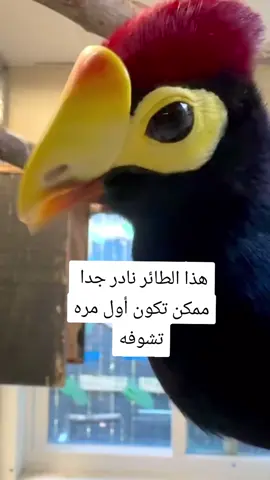 #الشعب_الصيني_ماله_حل😂😂🙋🏻‍♂️ #tiktokviral #foryoupag #اكسبلورexplore 