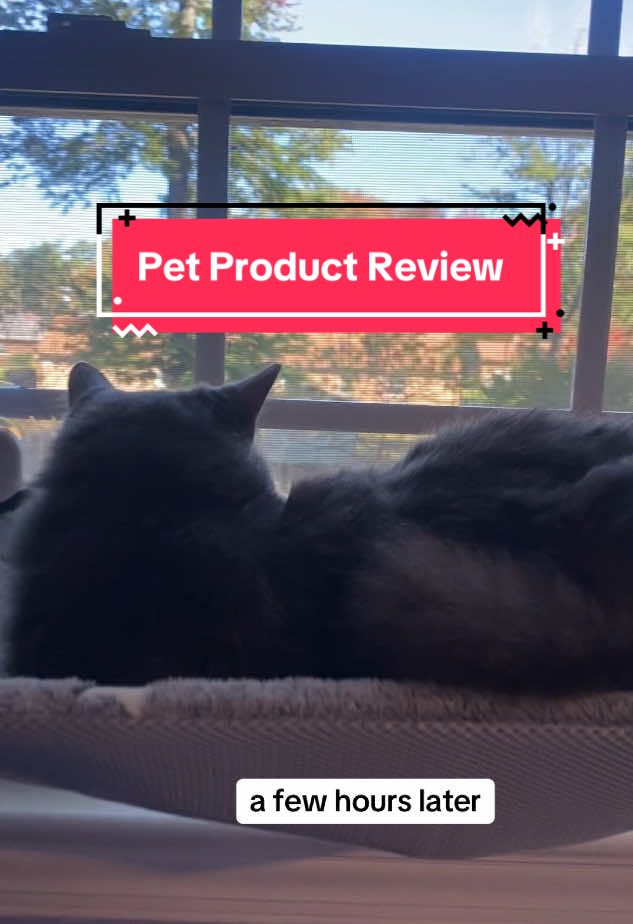 Cat hammock review #cat #cattok #catsoftiktok #imhermom #notanotter #pomeseacathammock #twopawsup #pomesea