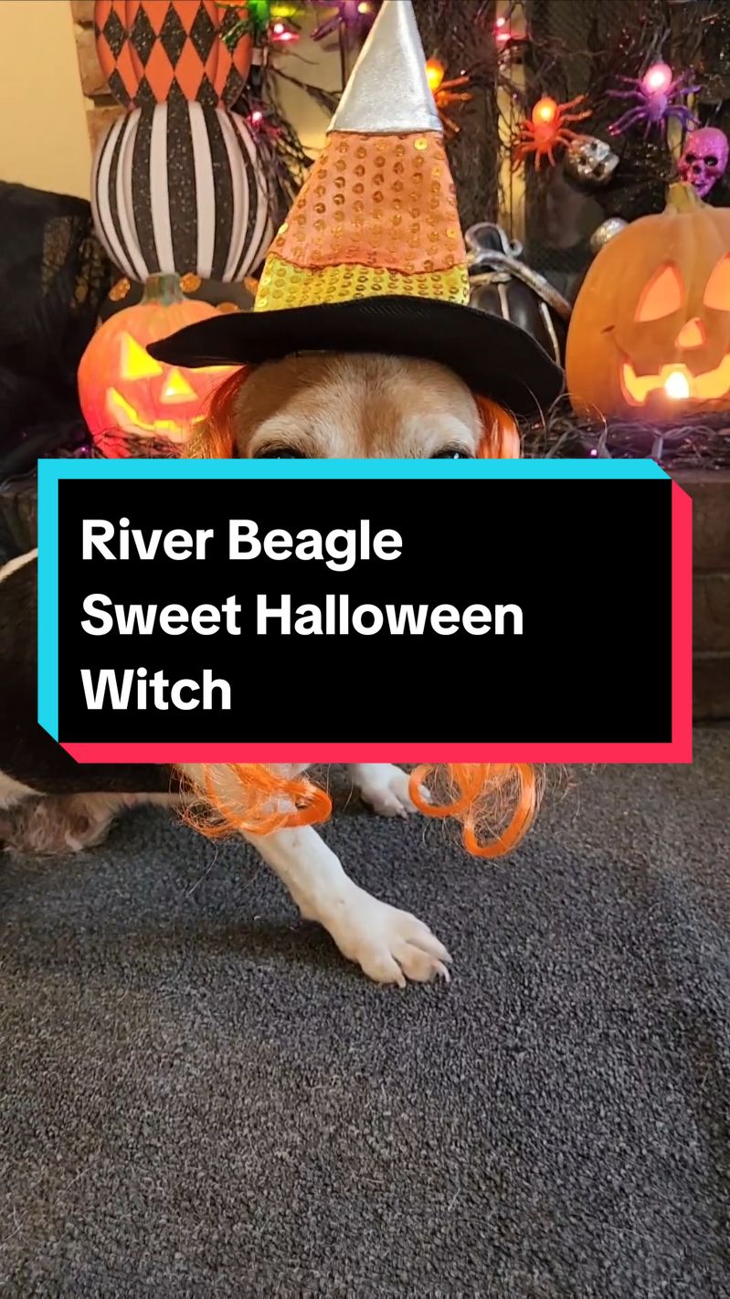 Even witches have a hard time deciding what outfit to wear.  River Beagle couldn't decide which Witch she wanted to be, but we think she was cute as all of them.  #practicalmagic  #rescueddog #halloween #seniordogs #seniorbeagle  #rescueddogs #cutedogs #halloweendogs #dogcostumes  #witches #beagles #beaglesoftiktok 