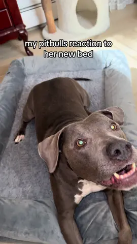 soooooo mean and soooooo aggressive  #fyp #foryou #dogowner #dogtok #dogsoftiktok #pitbullsoftiktok #pitbull #pitbulllove #pitbulldogs #dogbed #orthopedic 