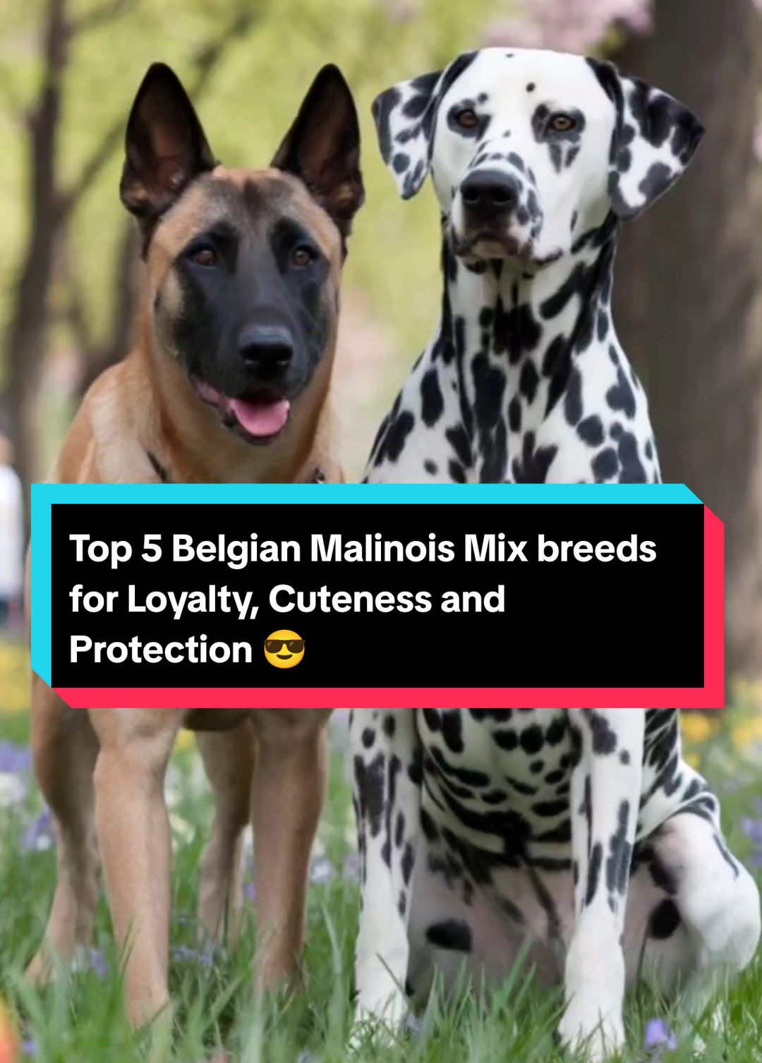 Top 5 Belgian Malinois Mix breeds for Loyalty, Cuteness and Protection 😎 🐕 #belgianmalinois #k5 #maltipoo #australianshepherd #chowchow #dalmatian #frenchbulldog #dogsoftiktok #hybrid 