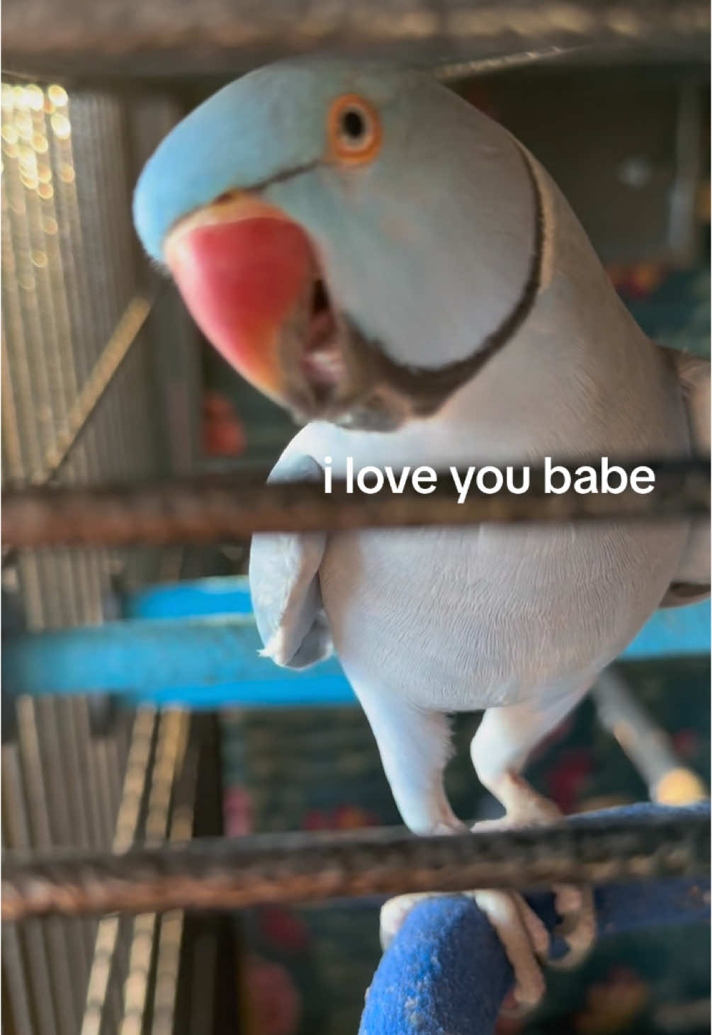 i love you babe😂💙 #indianringneck #iloveyou #funnyparrot #fyp #foryoupage 