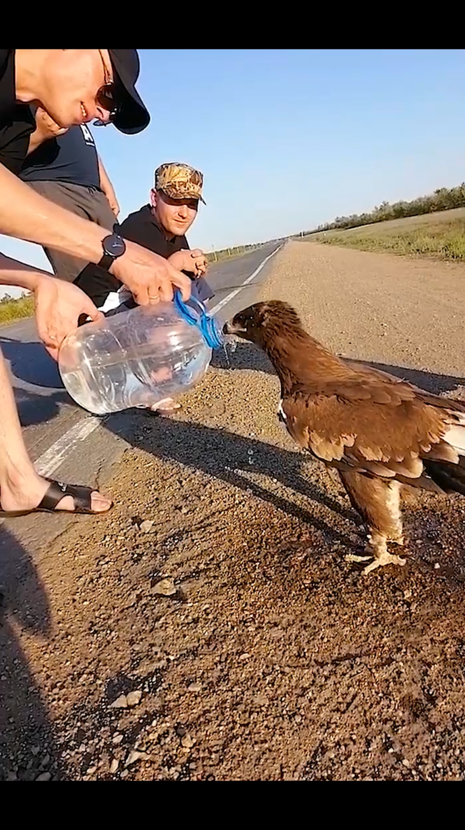 #rescueanimals #adler #animallover #rettung #bird  #eagle #eagles #vogel 