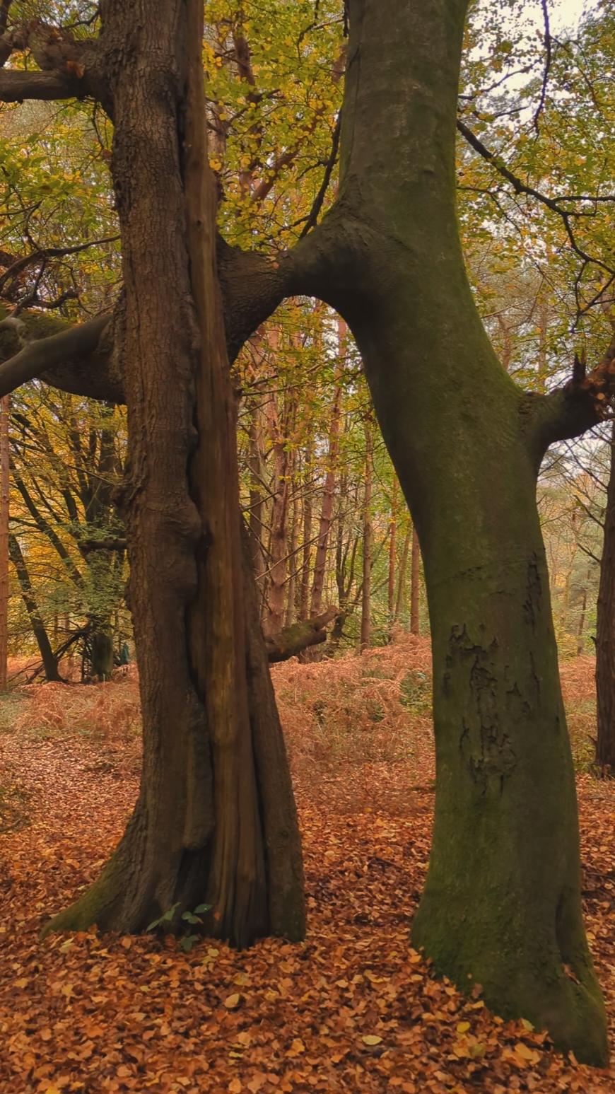 Oak & Beech holding hands  𓆝 𓆟 𓆞 𓆝 𓆟 #intertwined #adriennelenker #trees #Love#Loveumn #wlw