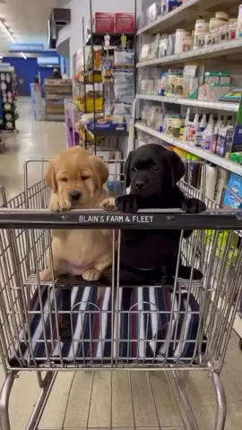 labrador puppies  #labradorretrieverpuppies #labradorretriever #goldenretrieverpuppy #goldenretrieverpuppy🐶 #labradorpuppy 