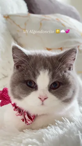 Mi bolita de algodon 🤭😍☁️🐱 #catsoftiktok #catlover #cats 