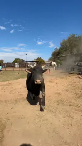 #WSBuckers #bullriding #wreck #fyp #goodyearaz 