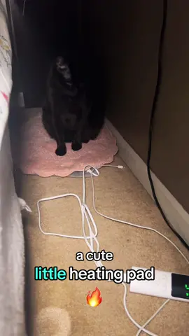 Nami’s lil toe beans are so warm now 🥰 #tiktokshopcybermonday #tiktokshopblackfriday #falldealsforyou #octoberfinds #clingycat #cozycat #catsoftiktok #blackcatsaregoodluck 