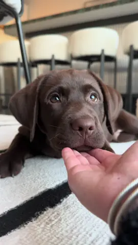 The greatest love there is 🤎 #chocolatelab #labpuppy #puppy #fyp #puppylove