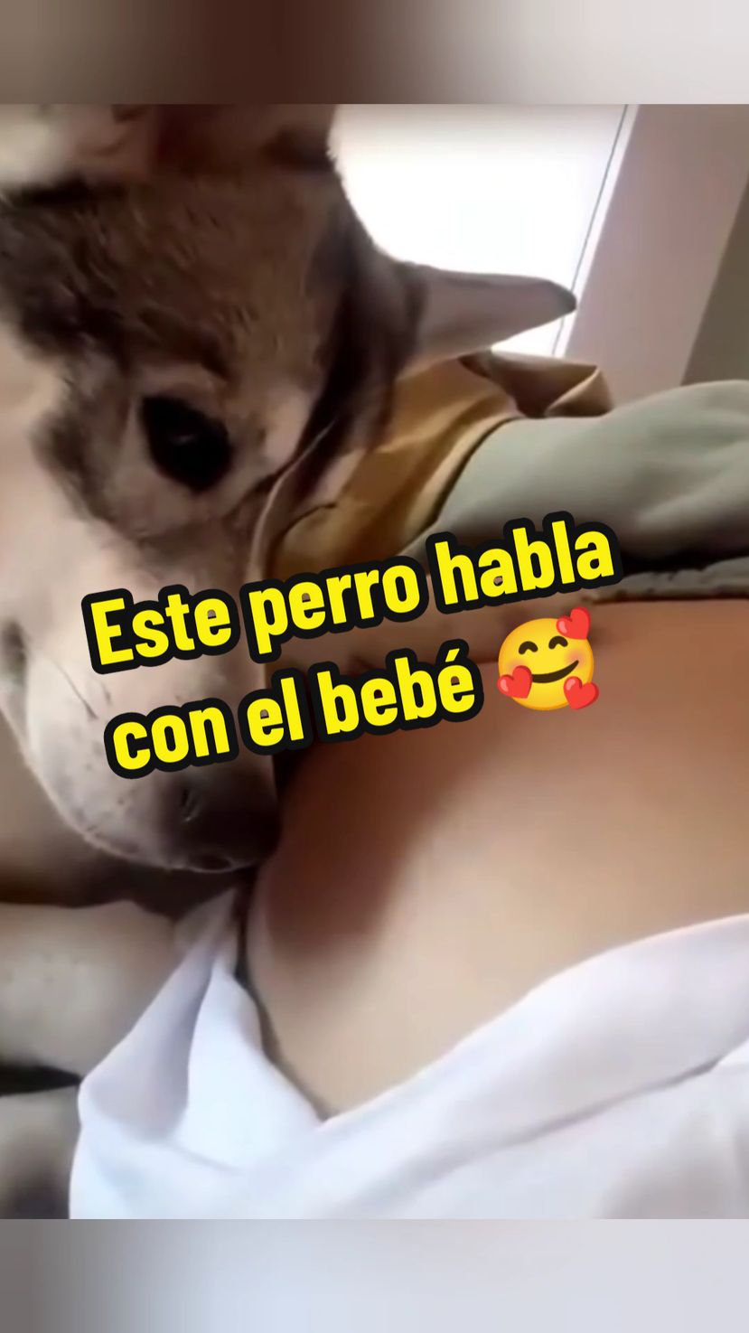 El bebé está por nacer y mi perro ya lo ama y no se quita del lado de la mamá cuidando lo #mascotasmaravillosas #perros #bebes #baby #reflexiondeamor #graciasdios #elperroquehabla #mensajes 