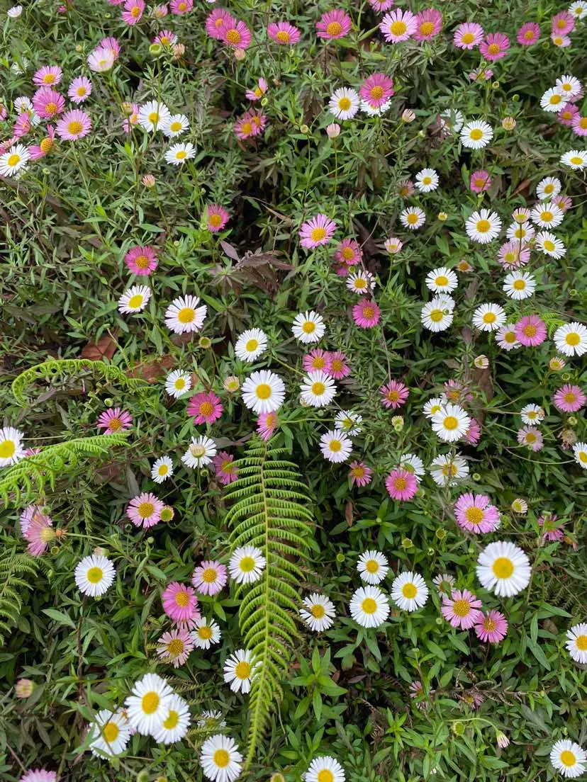 Sepanjang jalan ketemu daisy.#bungadaisy #gunungprau2565mdpl #mtprau2565mdpl #flowers 