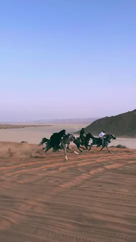#CapCut #خيل #خيل_وخياله🐎 #فارسات_سعوديات #اكسبلورexplore #السعودية #الرياض @✯عبـدالمجيـد الخلف ☪︎ 📸🏕⛈ ⇣ @مربط النادر للخيل العربيه @رائد بن محمد 🐎 @horserider.H 