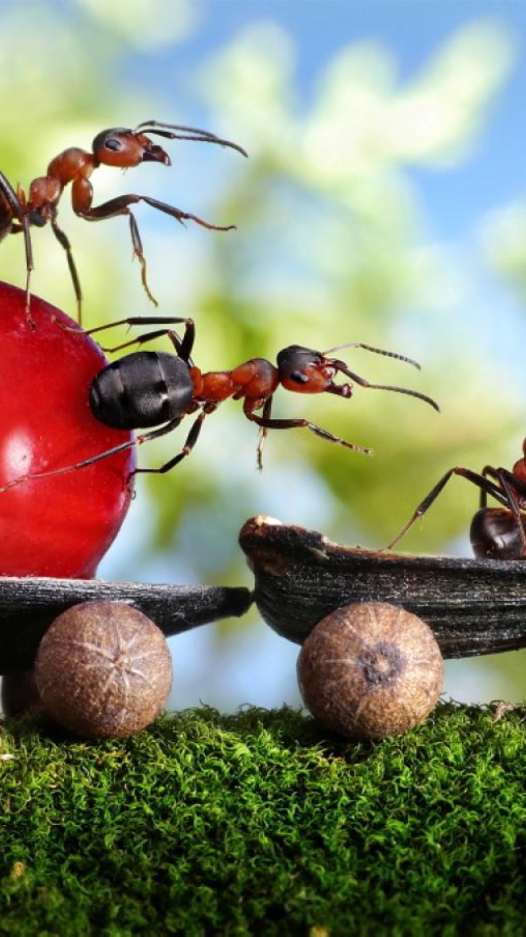 Joking with a cute ant army 🐜🪖 #video #very_cool #amazing #viral #fyppppppppppppppppppppppp #funny 