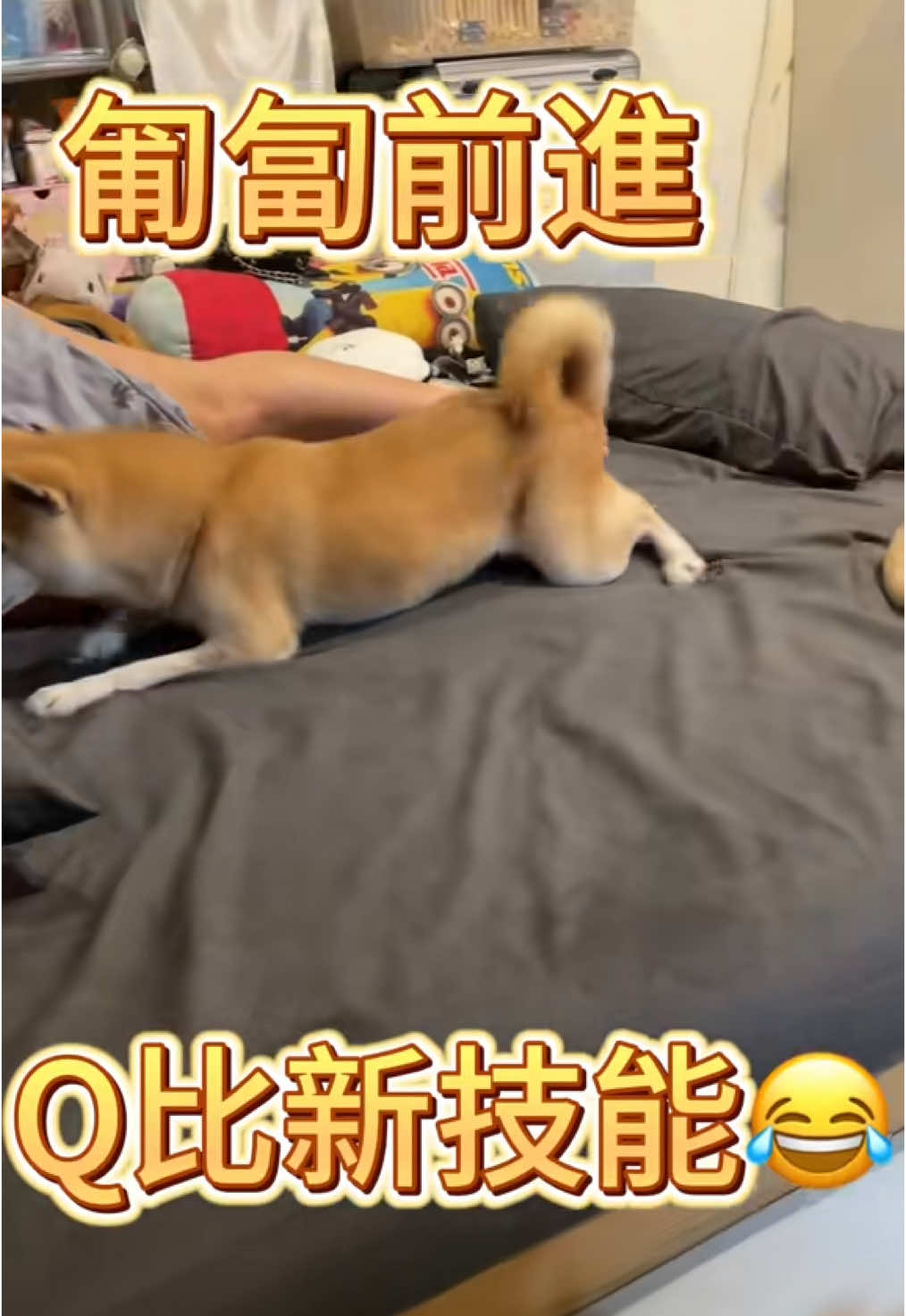 新技能 #寵物迷因 #抖音爸爸別限我流 #寵物熱門 #柴犬のいる生活 #推薦叫我 