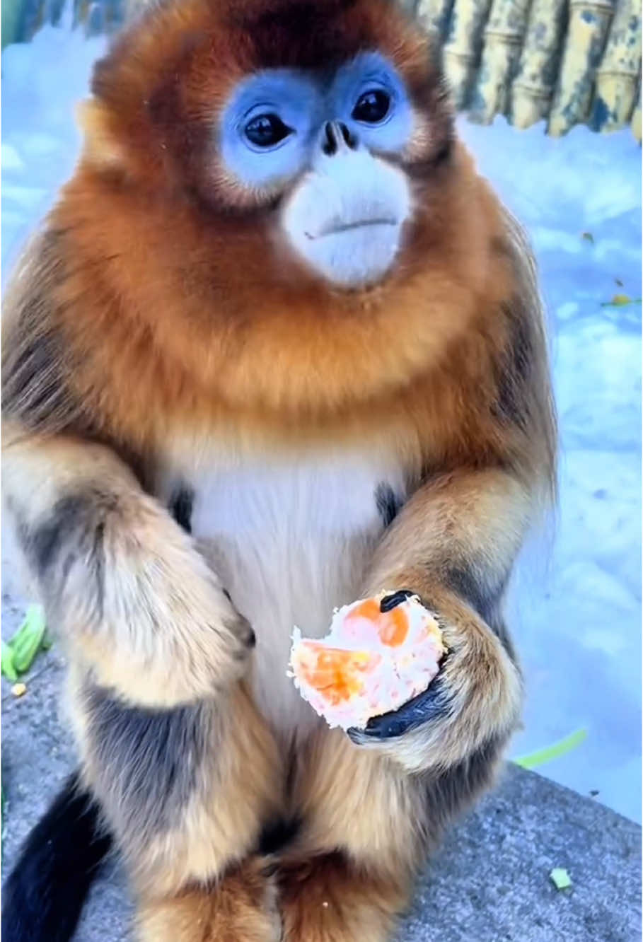 Monkey snack time🐵#monkey #gorilla #funnyanimals #monkeysoftiktok #hilarious #cute #🤣🤣🤣 