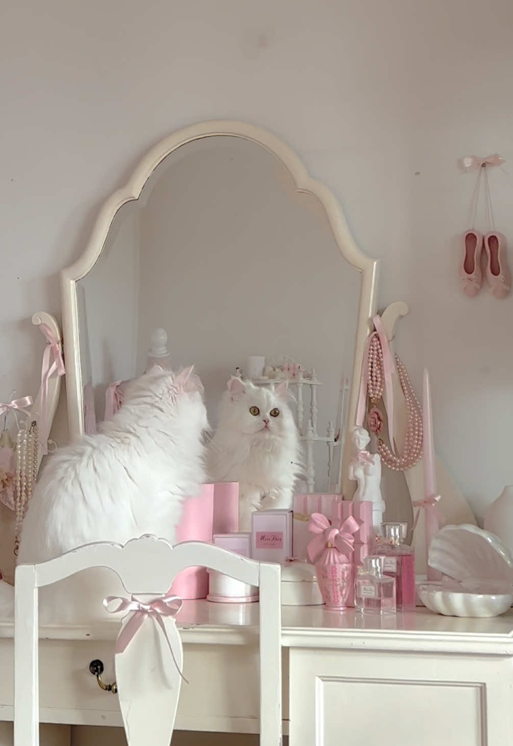 Getting ready for the day 🎀👸🏼🪽✨ #persiancat #cats #whitecats #hellokittyandfriends #coquette #catsoftiktok #catslovers #creatorsearchinsights #mariearistocats #hellokitty 