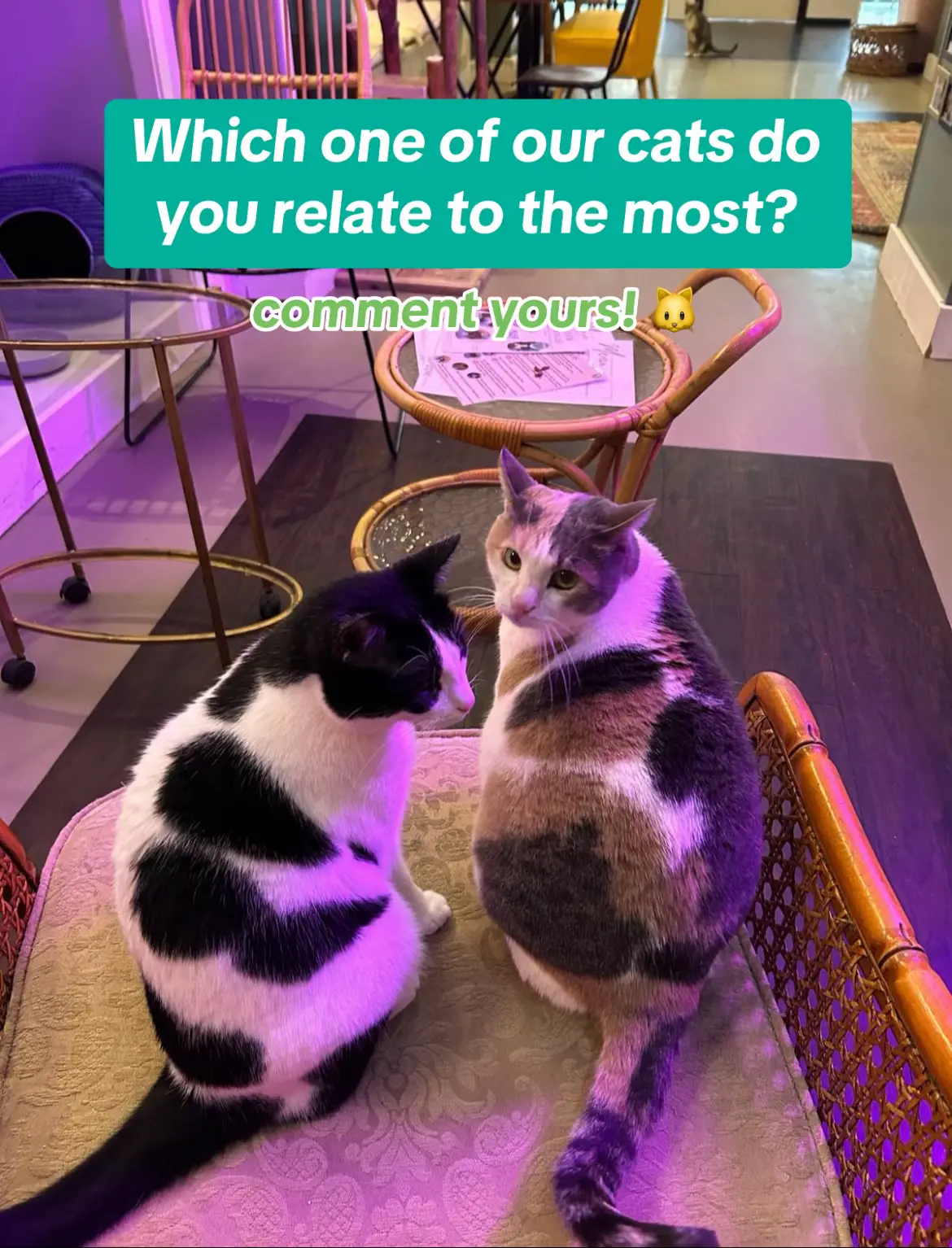 which one of our cats is your twin? let us know! can’t wait to meet them? reserve a spot with the link in our bio 😻🫶 #catsoftiktok #catcafe #catlover #fyp #dateideas #leiden #cat #trending #PlacesToVisit #viral #coffee 