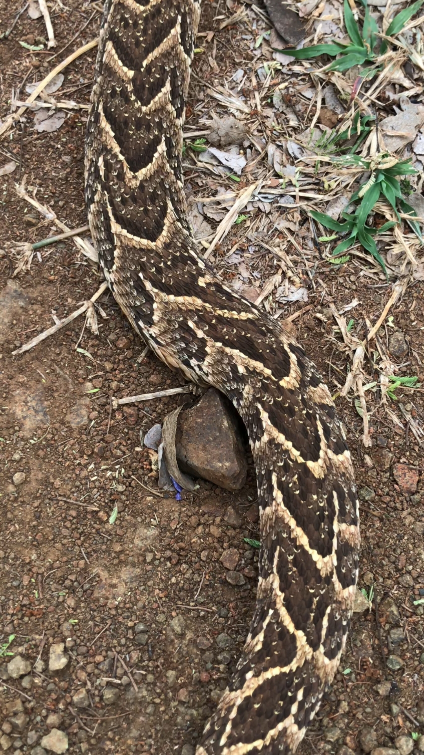 Angry Puff Adder!  #snakes #wildlife #tiktoksa #tiktoksouthafrica 