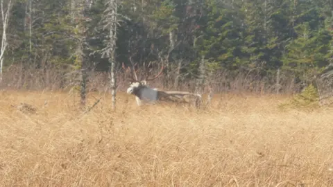 #caribou #newfoundland #wildlife