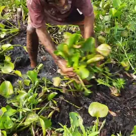 Traditional hand fishing - Amazing Boy Catch Big Fish In Mud in the village farm 🐟🐟#fyp #satisfying #harvest #fishing #fyp#fishtrapping #fishhunting#life#fishingvideo#funny#bigfish#unique_fishing #fish_hunting🐟🐟🐟 #fishing_videos_🐠🐟🖤 