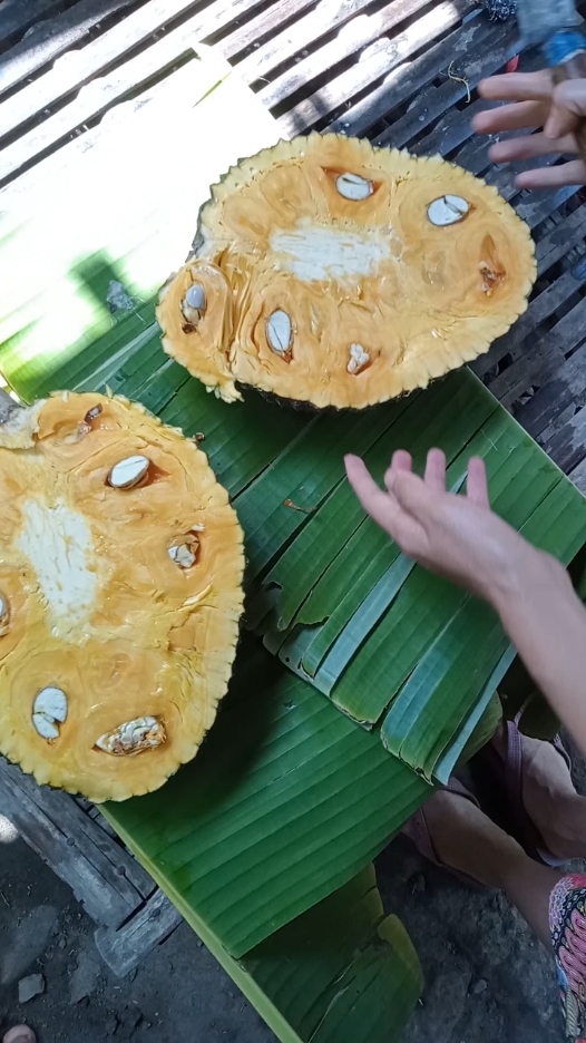 Untutk teman2 yg penasaran sama buah nangka di postingan sebelumnya ini video mentahanya,besok sya videon pohonya ya  #buahnangka #nangkahibrida #nangkamadu #nangkamanis #nangkamanisdantebal 