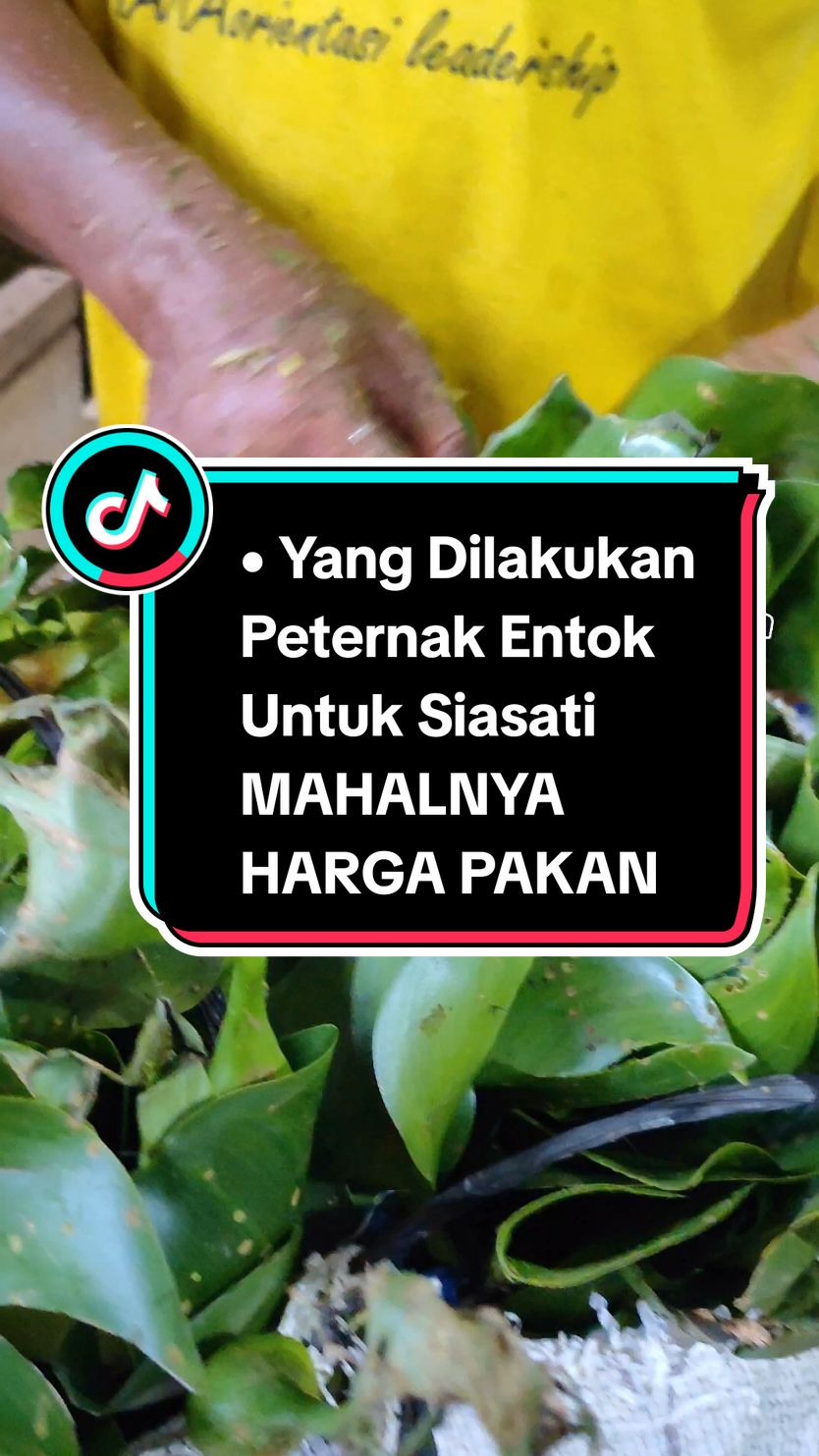 MENSIASATI MAHALNYA BIAYA PAKAN, INI YANG DILAKUKAN OLEH PETERNAK ENTOK ASAL KOTA PURWAKARTA --- #azolla #azollamicrophylla #azollafarming #peternak #entok #pakanalternatif #kanganeka #purwakarta #anekachannelofficial #ideusaha #pakanmurah #inspirasi #inspirasiusaha #usahamodaltenaga #bahanpakanternak #bahanpakanentok #idebisnis #motivasisukses #kiatsukses #pejuangreceh #peluangkerjasama #peluangbisnis #entokrambon #entokjumbo #entokmile #dod #doc #doe #itikserati #kolamazolla #usahajelangpensiun #usahasukses2024 #usahapopuler2023 #usahapopuler2024 #peternakjawabarat #petanijawabarat #petanipurwakarta #yearontiktok #yearforyou #youtuberpurwakarta #tiktokerpurwakarta #usahacepatbalikmodal #usahakecilsukses #usahamodalkecil #usahayangcocokdidesa #usahayangcocokuntuksampingan #usahayangcocokuntukanakmuda #wirausahamuda #peternaksukses #jabarjuara #kandangentok #caraternakentok #menthok #entog #carabuatpakanmurah #carabuatpakan #carabuatpakanentok #telurentok #anakentok #basur #sangkep #gumaret #gumantung #dara #pejantan #entokdragon #bebekmandarin #unggas #peternakunggas #komunitasentokindonesia #motivasihidup #motivasisukses #entokjumbo #entokhias #ayamkampung #dod #doc #doe #jumboblitar #usahasendiri #usahawanmuda #usaharumahan #dedak #kayambang #ecenggondok #gedebongpisang #ayam #ayamkampung #ayampetelur #agenentok #marketentok2024 #sejatifarm #sedjatifarm #bondolkaji #entokriple #farm99 #peternakbekasi #tepungikan #mesincetakpelet #cetakpelet #mesingilingikan #mesingilingkeong #hargadaging2024 #hargaentok2024 #hargaayam2024 #hargajelanglebaran #mesintetas #mesintetastelur #telurayam #telurbebek #telurentok #doc #dod #doe #mesintetasotomatis #mesintetas50 #mesintetas80 