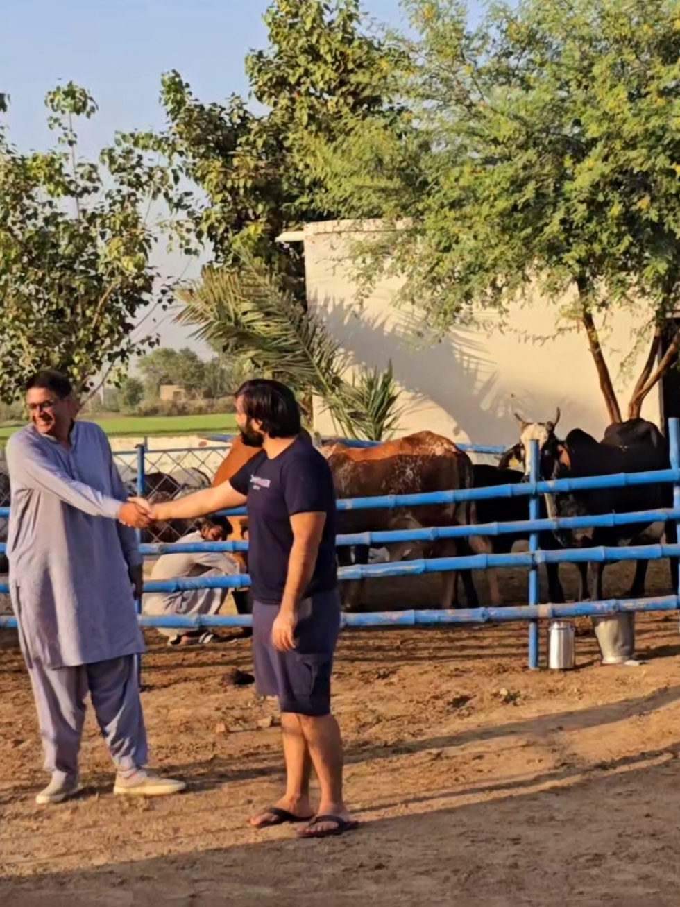 Good to see you! #cholistan #cholistanicow #cholistani #rohi #farming  @Sajid bukhari290hr @Cholistani Breeder@GILL @Tariq Sultan 
