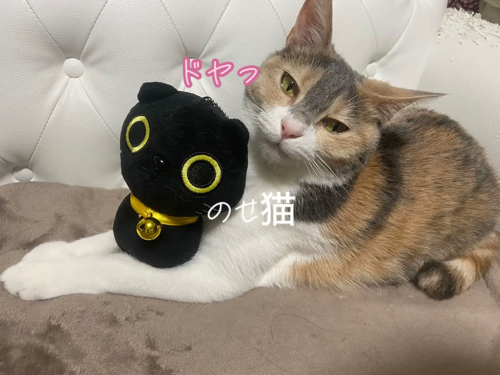 のせ猫の裏側をみたら？#猫 #のせ猫 #裏側