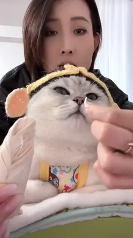 #CatLovers #CuteKittens #catvideos #catvideos 