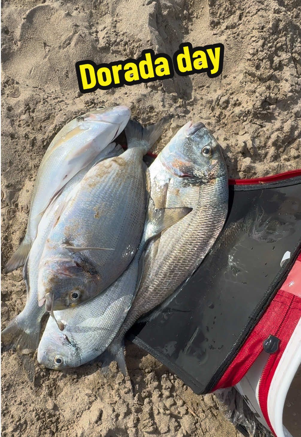 “Orata Day” ⚜️ #surfcasting #viral #fishing #surffishing #surfcastingitalia #zziplex #neiperte #asdsniperteam #longcasting #napoli #pescadallaspiaggia #fishingtiktoks #pescaesportiva #groundcast #pescador #fisherman #orata #dorada #shoreangling #viralfishing #bait 