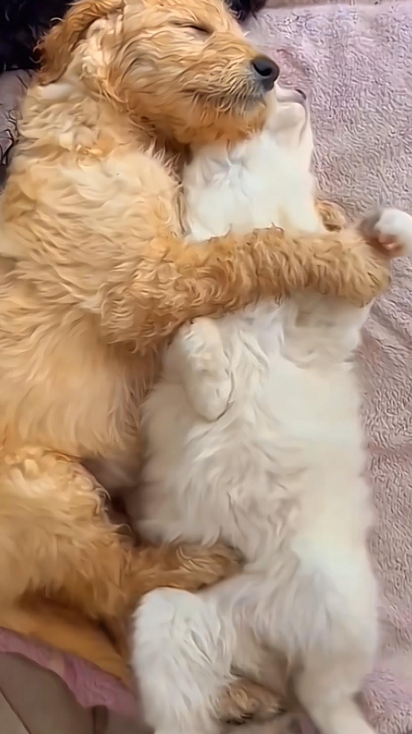 Dog and cat love ❤ #funny #cat #fyp #catsoftiktok #funnycat #foryou #tiktok 