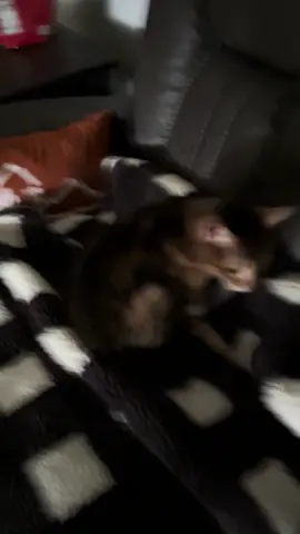 #bengals #bengal #bengalcat #cat #meow #animalsoftiktok #elderlycatsoftiktok #elderlycat #funny #cats #catlover #elderlycats #fypage #foryoupage #cronchy #catsoftiktok #foryou #scouse #crunchy #loudmeow 