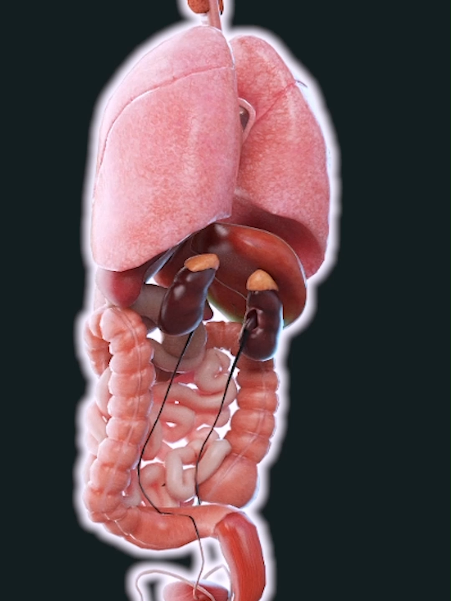 Fascinating Facts About Our Inner Workings 😍✨ . . . . #anatomy #digestivesystem #system #intestine #mouth #esophagus #stomach #smallintestine #largeintestine #pancreas #liver #anatomy #anatomía #anatomie #تشريح #анатомия #anatomiapatologica #human #pregnancy #pregnant #babyboy #babygirl #babylove #heart #medicina #doctor #baby #america #माहवारी #月経 #gravidez